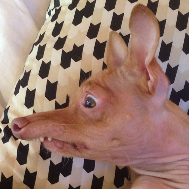 Tuna The Abandonded Puppy Becomes Adorable Internet Sensation Tuna The Abandonded Puppy Becomes Adorable Internet Sensation