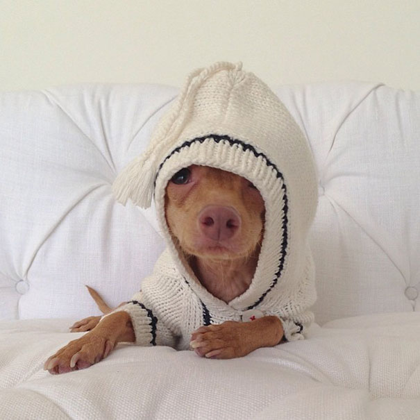 Tuna The Abandonded Puppy Becomes Adorable Internet Sensation Tuna The Abandonded Puppy Becomes Adorable Internet Sensation