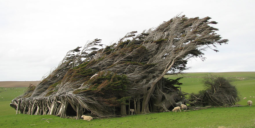 Extreme Antarctic Winds Shape Trees Into Beautiful Forms on Slope Point, New Zealand