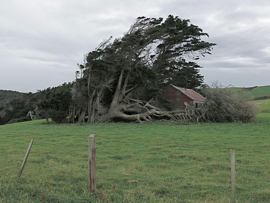 Extreme Antarctic Winds Shape Trees Into Beautiful Forms on Slope Point, New Zealand