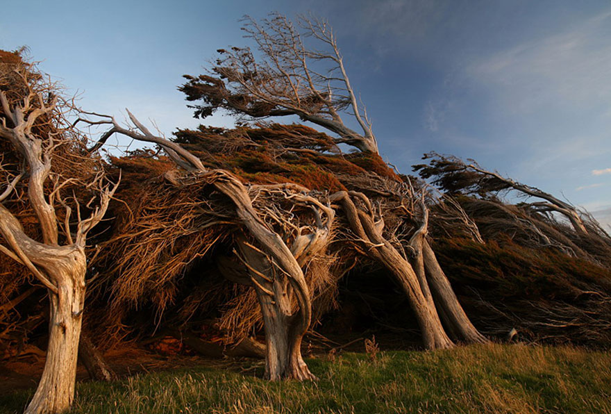 Extreme Antarctic Winds Shape Trees Into Beautiful Forms on Slope Point, New Zealand