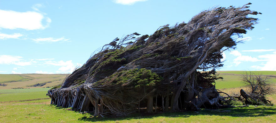 Extreme Antarctic Winds Shape Trees Into Beautiful Forms on Slope Point, New Zealand Extreme Antarctic Winds Shape Trees Into Beautiful Forms on Slope Point, New Zealand