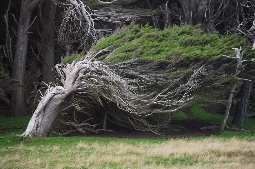 Extreme Antarctic Winds Shape Trees Into Beautiful Forms on Slope Point, New Zealand