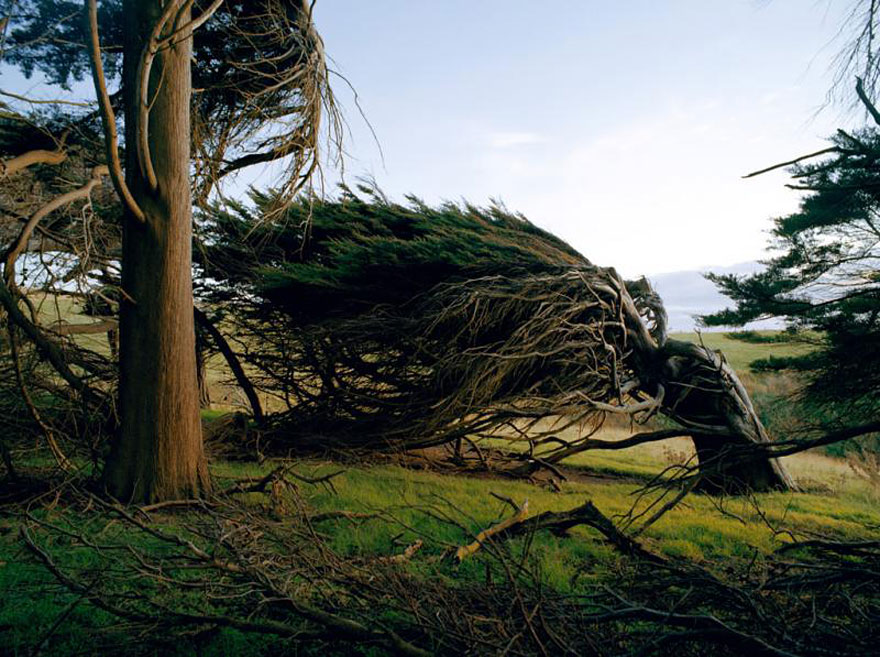 Extreme Antarctic Winds Shape Trees Into Beautiful Forms on Slope Point, New Zealand