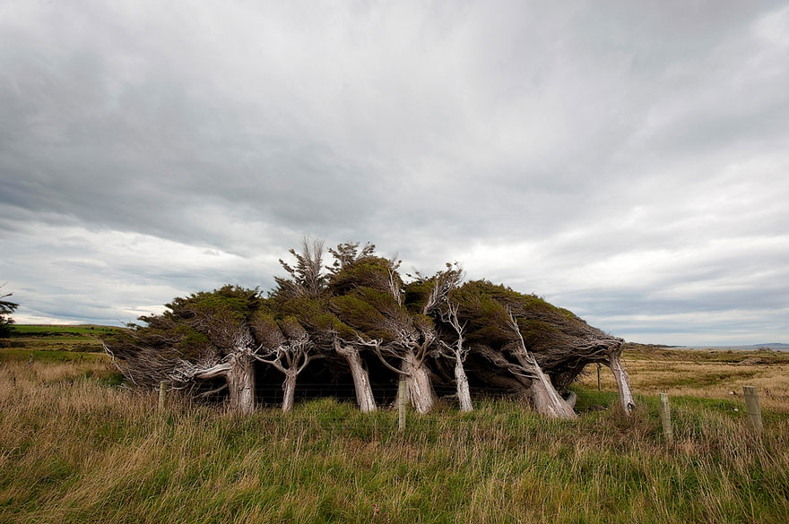 Extreme Antarctic Winds Shape Trees Into Beautiful Forms on Slope Point, New Zealand Extreme Antarctic Winds Shape Trees Into Beautiful Forms on Slope Point, New Zealand