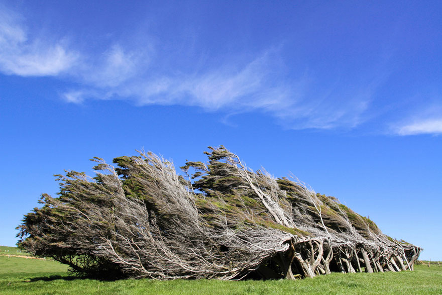 Extreme Antarctic Winds Shape Trees Into Beautiful Forms on Slope Point, New Zealand