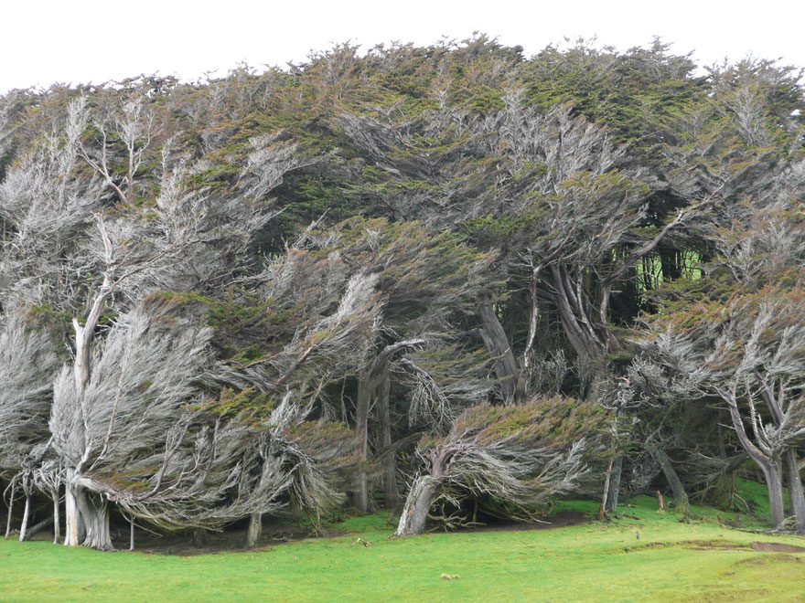 Extreme Antarctic Winds Shape Trees Into Beautiful Forms on Slope Point, New Zealand Extreme Antarctic Winds Shape Trees Into Beautiful Forms on Slope Point, New Zealand
