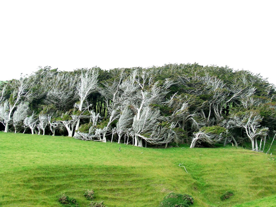 Extreme Antarctic Winds Shape Trees Into Beautiful Forms on Slope Point, New Zealand