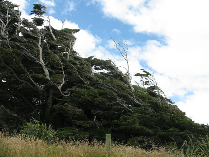 Extreme Antarctic Winds Shape Trees Into Beautiful Forms on Slope Point, New Zealand