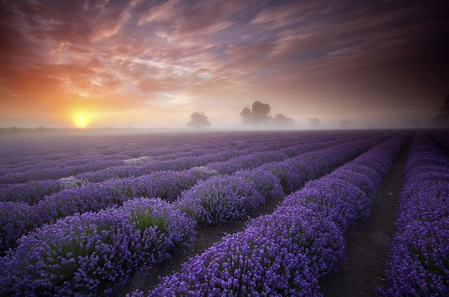 Lavender field at sunrise with misty sky; a must-visit unbelievable place before you die. Lavender field at sunrise with misty sky; a must-visit unbelievable place before you die.