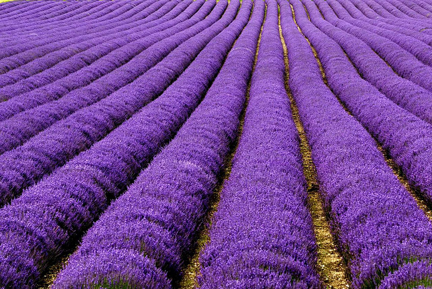 Lavender fields in Provence, a breathtaking place to visit, showcasing vibrant purple rows under the sun. Lavender fields in Provence, a breathtaking place to visit, showcasing vibrant purple rows under the sun.