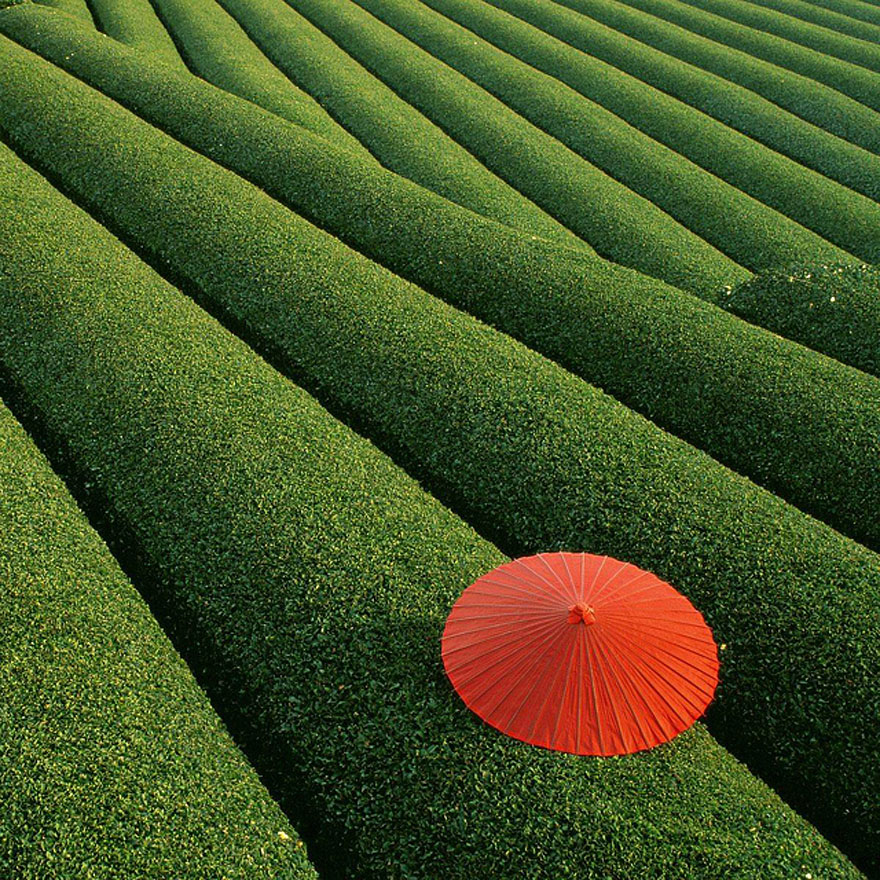 Lush green tea fields with a vibrant red umbrella, an unbelievable place to visit. Lush green tea fields with a vibrant red umbrella, an unbelievable place to visit.