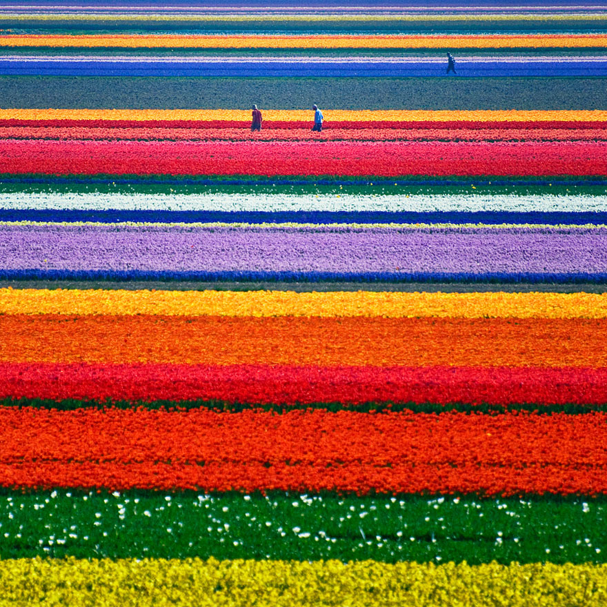 Vibrant tulip fields with colorful stripes in a breathtaking landscape, a must-see destination. Vibrant tulip fields with colorful stripes in a breathtaking landscape, a must-see destination.