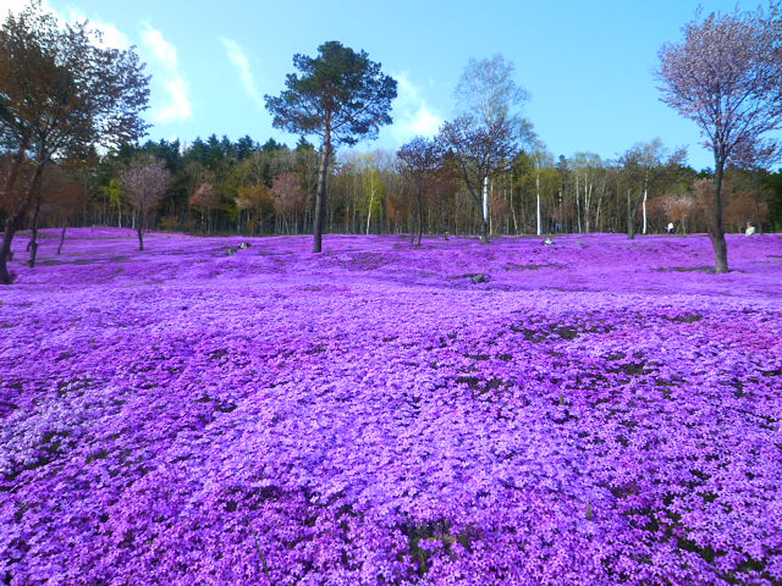 Field of vibrant purple flowers with sparse trees; a must-see unbelievable place to visit. Field of vibrant purple flowers with sparse trees; a must-see unbelievable place to visit.