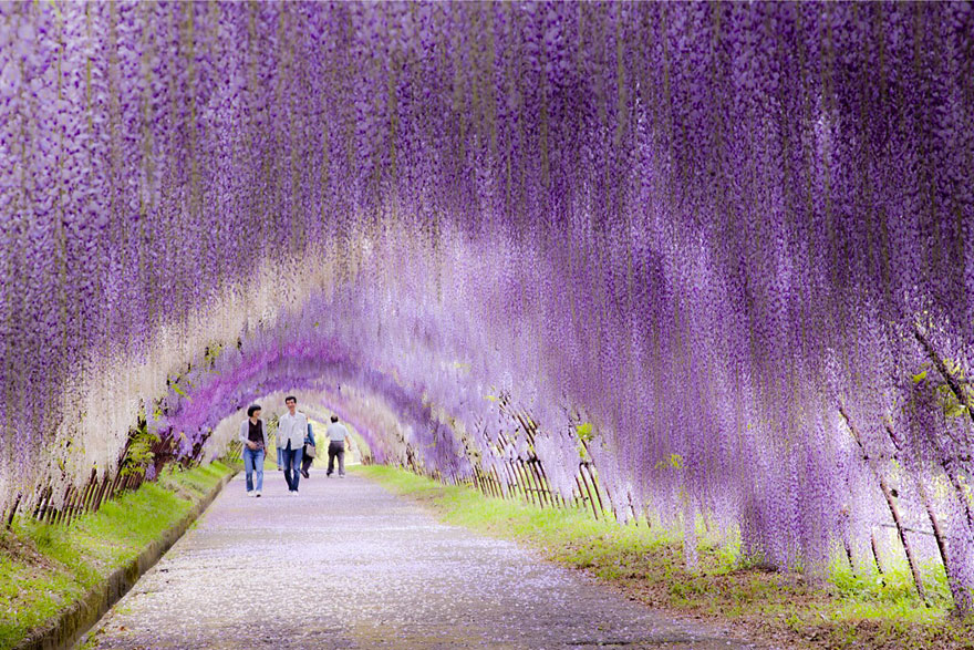 Purple wisteria tunnel creating a picturesque path, a must-visit travel destination with people walking through. Purple wisteria tunnel creating a picturesque path, a must-visit travel destination with people walking through.