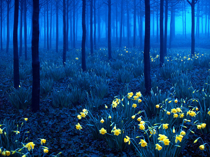 Mysterious forest with vibrant yellow flowers under a blue twilight sky, an unbelievable place to visit. Mysterious forest with vibrant yellow flowers under a blue twilight sky, an unbelievable place to visit.