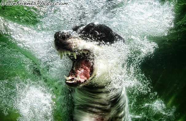 Underwater Dogs by Seth Casteel Underwater Dogs by Seth Casteel