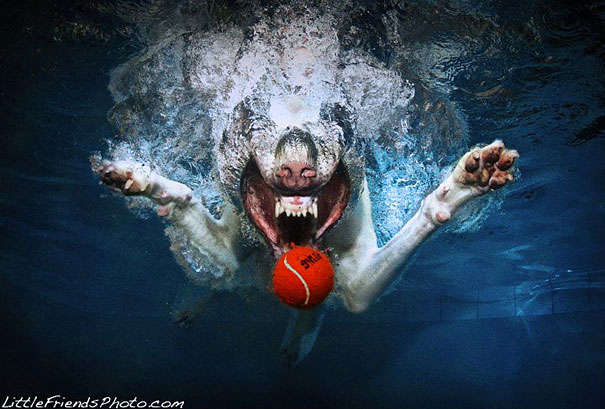 Underwater Dogs by Seth Casteel Underwater Dogs by Seth Casteel