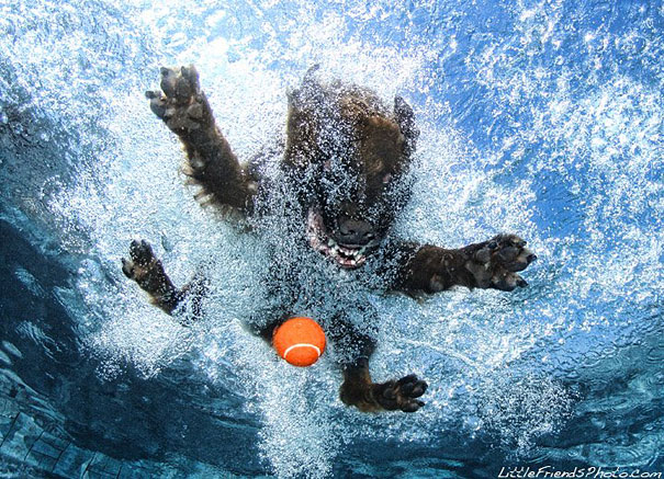 Underwater Dogs by Seth Casteel Underwater Dogs by Seth Casteel