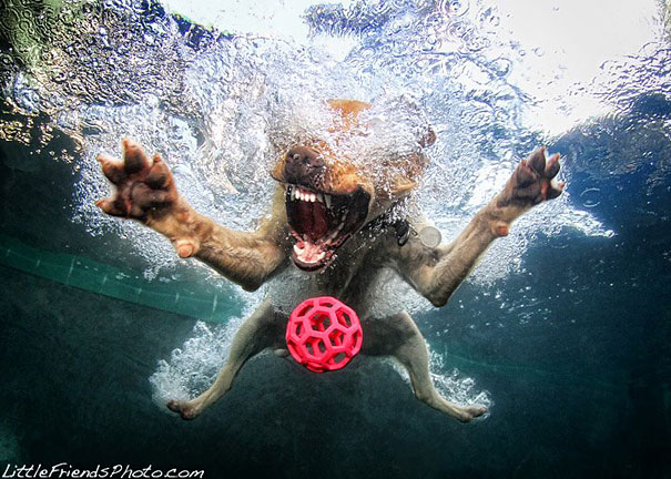 Underwater Dogs by Seth Casteel Underwater Dogs by Seth Casteel