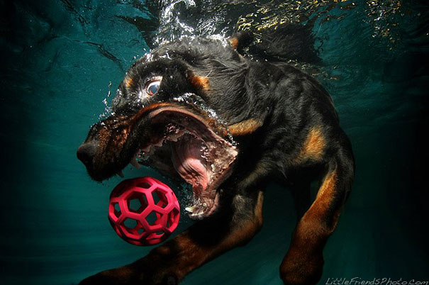 Underwater Dogs by Seth Casteel Underwater Dogs by Seth Casteel