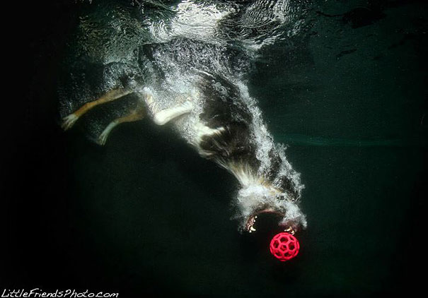 Underwater Dogs by Seth Casteel Underwater Dogs by Seth Casteel