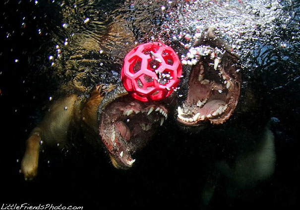 Underwater Dogs by Seth Casteel Underwater Dogs by Seth Casteel