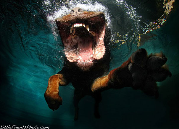 Underwater Dogs by Seth Casteel Underwater Dogs by Seth Casteel