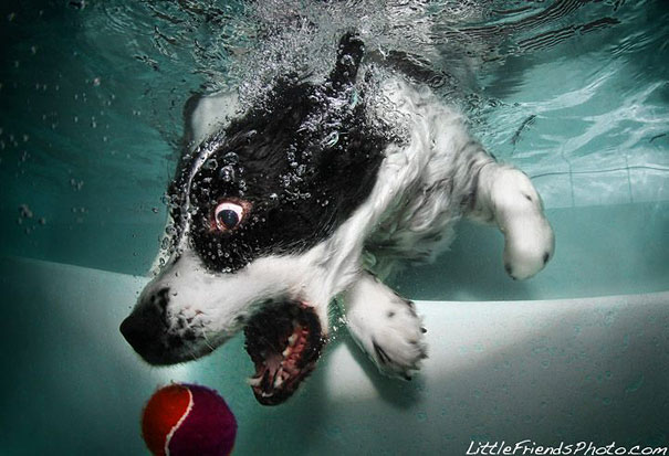 Underwater Dogs by Seth Casteel Underwater Dogs by Seth Casteel