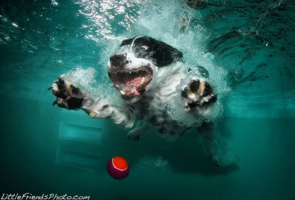 Underwater Dogs by Seth Casteel Underwater Dogs by Seth Casteel