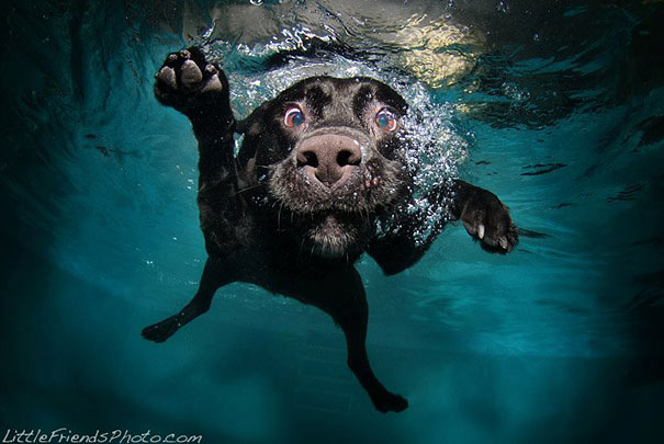 Underwater Dogs by Seth Casteel Underwater Dogs by Seth Casteel