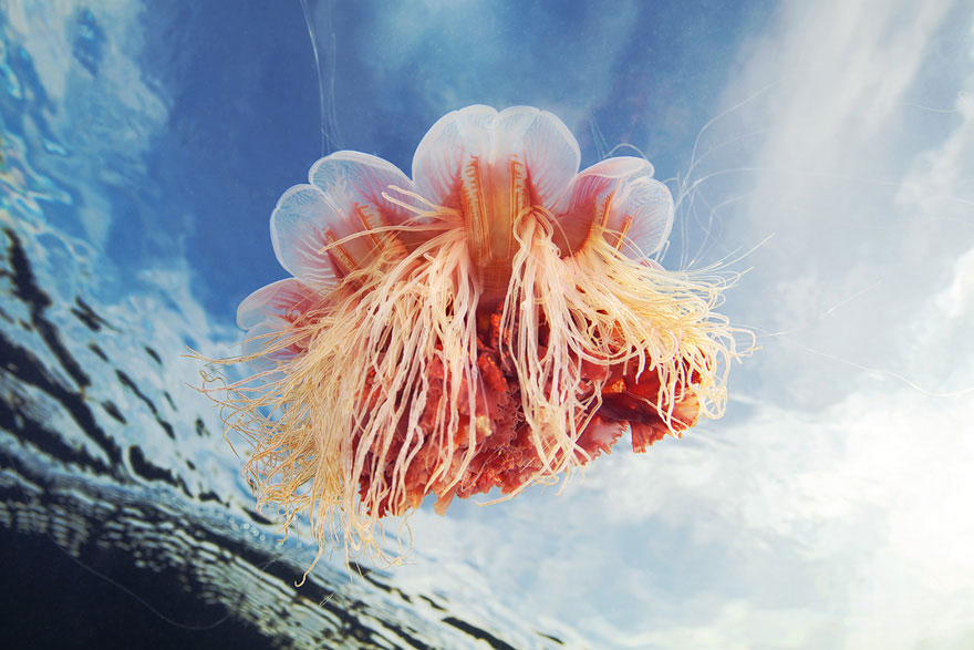 Amazing Jellyfish Photos by Alexander Semenov Amazing Jellyfish Photos by Alexander Semenov