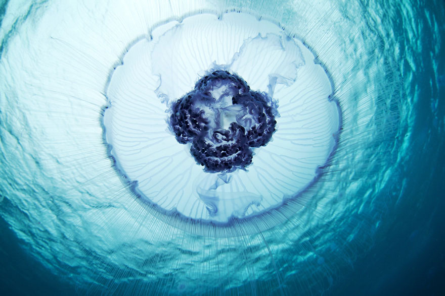 Amazing Jellyfish Photos by Alexander Semenov Amazing Jellyfish Photos by Alexander Semenov