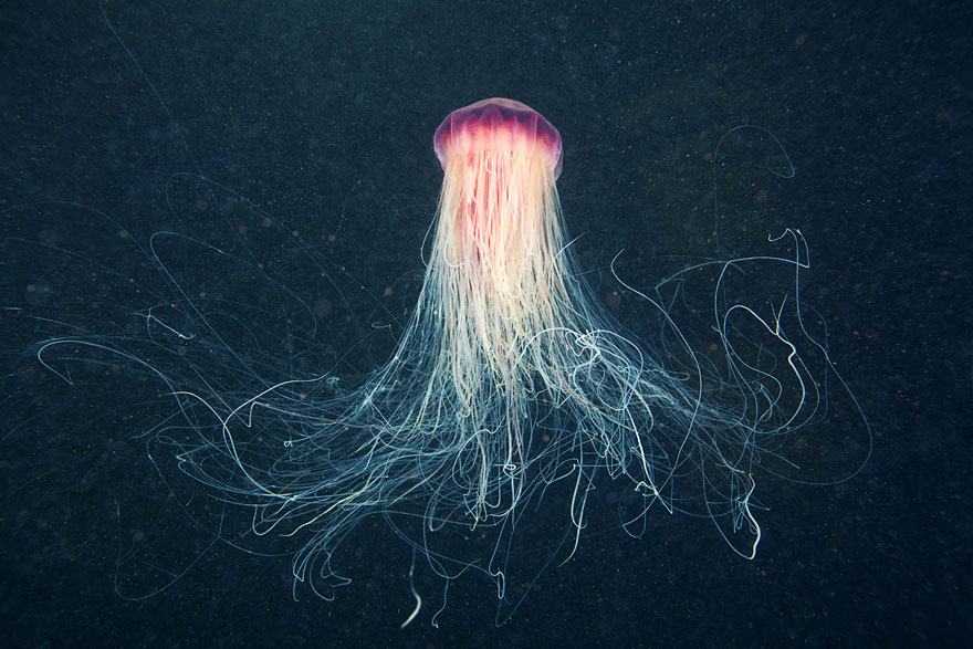 Amazing Jellyfish Photos by Alexander Semenov Amazing Jellyfish Photos by Alexander Semenov