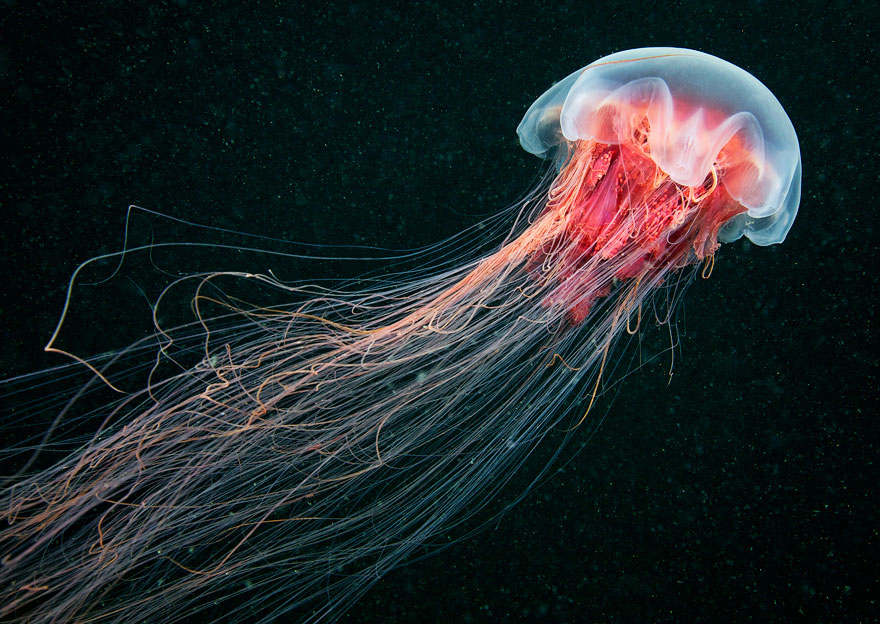 Amazing Jellyfish Photos by Alexander Semenov Amazing Jellyfish Photos by Alexander Semenov