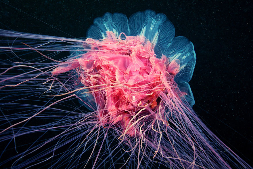 Amazing Jellyfish Photos by Alexander Semenov Amazing Jellyfish Photos by Alexander Semenov