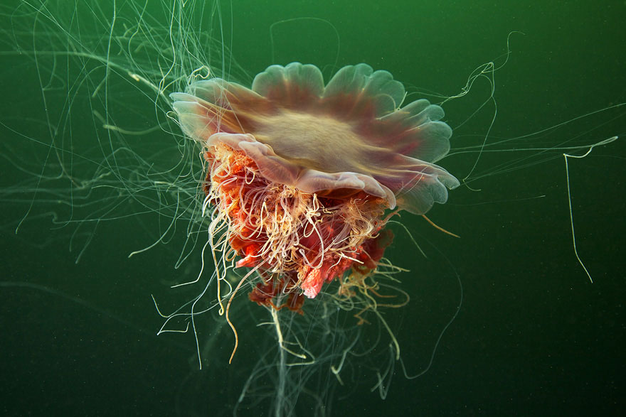 Amazing Jellyfish Photos by Alexander Semenov Amazing Jellyfish Photos by Alexander Semenov