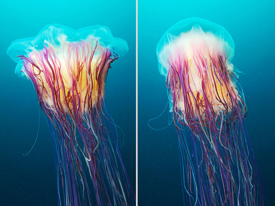 Amazing Jellyfish Photos by Alexander Semenov Amazing Jellyfish Photos by Alexander Semenov