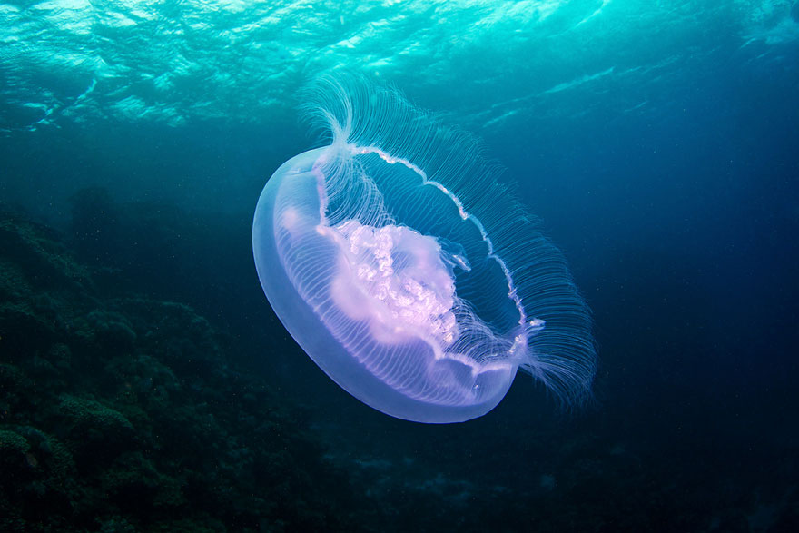 Amazing Jellyfish Photos by Alexander Semenov Amazing Jellyfish Photos by Alexander Semenov