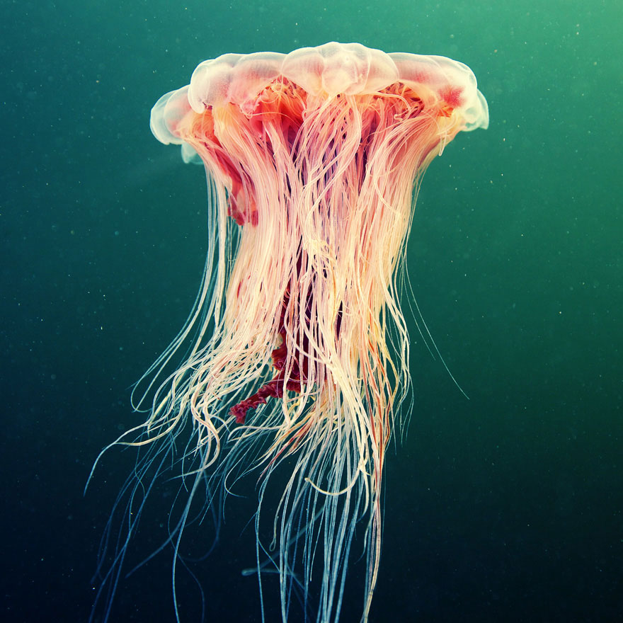 Amazing Jellyfish Photos by Alexander Semenov Amazing Jellyfish Photos by Alexander Semenov