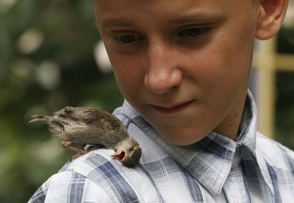 An Unusual Friendship Between A Sparrow And A 12-Year-Old Boy An Unusual Friendship Between A Sparrow And A 12-Year-Old Boy