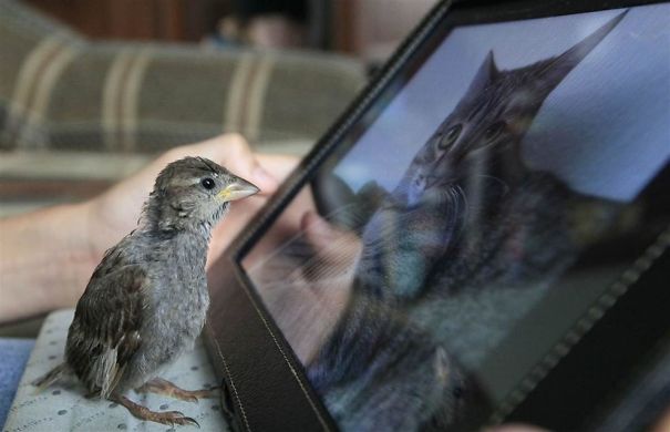 An Unusual Friendship Between A Sparrow And A 12-Year-Old Boy