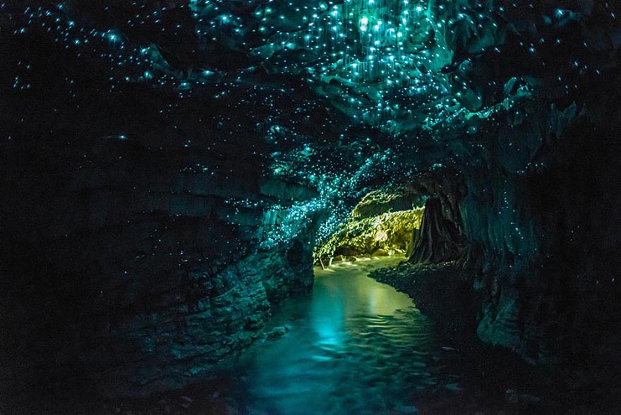 Glowworms Create Spectacular Starry Night Sky in a New Zealand Cave Glowworms Create Spectacular Starry Night Sky in a New Zealand Cave