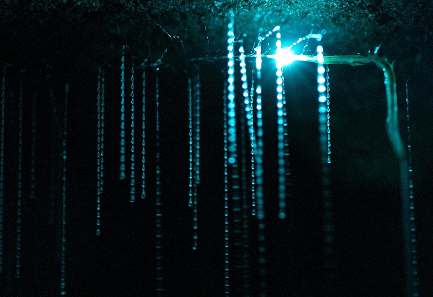 Glowworms Create Spectacular Starry Night Sky in a New Zealand Cave Glowworms Create Spectacular Starry Night Sky in a New Zealand Cave