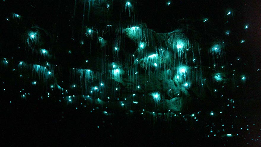 Glowworms Create Spectacular Starry Night Sky in a New Zealand Cave Glowworms Create Spectacular Starry Night Sky in a New Zealand Cave
