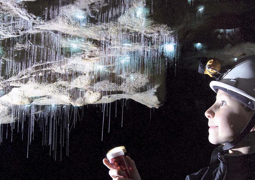 Glowworms Create Spectacular Starry Night Sky in a New Zealand Cave Glowworms Create Spectacular Starry Night Sky in a New Zealand Cave