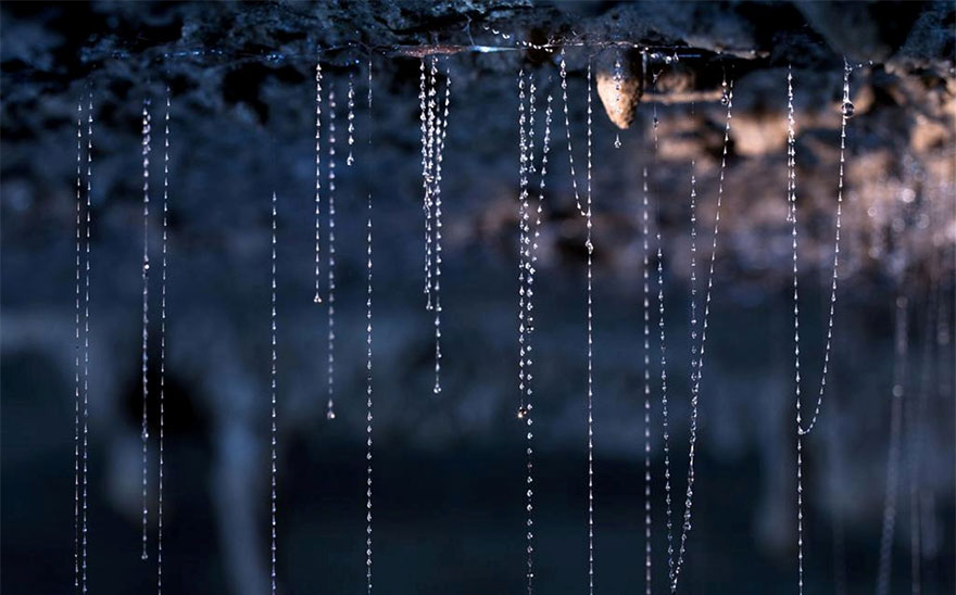 Glowworms Create Spectacular Starry Night Sky in a New Zealand Cave Glowworms Create Spectacular Starry Night Sky in a New Zealand Cave