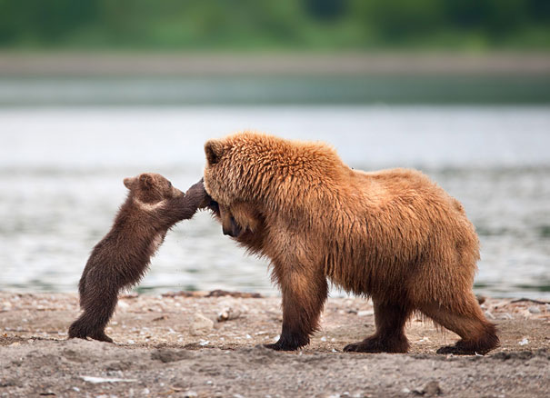Adorable Photos of Bear Cubs in Russia's Wild East Adorable Photos of Bear Cubs in Russia's Wild East