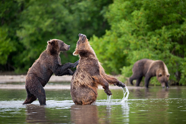 Adorable Photos of Bear Cubs in Russia's Wild East Adorable Photos of Bear Cubs in Russia's Wild East