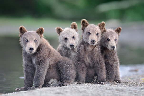 Adorable Photos of Bear Cubs in Russia's Wild East Adorable Photos of Bear Cubs in Russia's Wild East